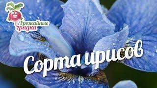 Сорта ирисов #urozhainye_gryadki