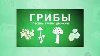 6 класс. Естествознание. Многообразие живых организмов. 21.04.2020.