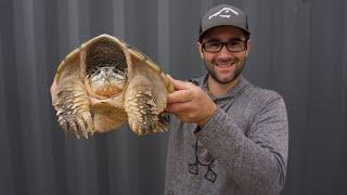 Snapping Turtle Catch Clean Cook!!! (Trail Cam Footage)