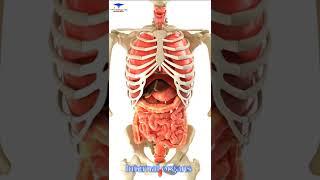 Human Internal organs 3D Animation  /// #organs #shoertsvideo