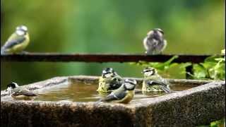 Bedlam in the Bird Bath