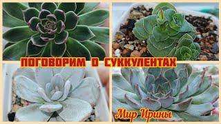 #мояколлекция Поговорим о суккулентах | Обзор суккулентов ●▪︎▪︎