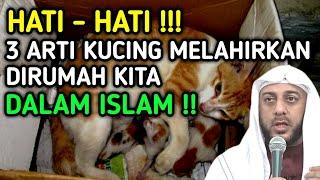  HATI-HATI BISA MASUK NERAKA !! 3 Arti Kucing Melahirkan Di Rumah Kita Menurut ISLAM