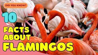 10 Fascinating Facts About Flamingos You Didn’t Know! 