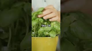 Holy Basil: Your Quick Anxiety Fix!