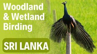 Sri Lanka Wetland Birding Adventure | Virtual Birding Tour