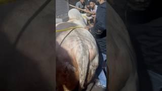 MOST DANGEROUS PUNGANUR OF SHABBIR BHAI TOPSIA FROM DABANGG CATTLE FARM #trending