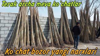 Bozor to'la ko'chat | Bog'dod ko'chat bozor | Ko'chat bozor Yangi  narxlari | Terak Archa Mevali