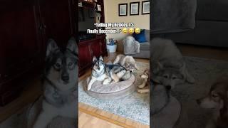 Telling My Huskies It’s December  #dogs #husky #dogshorts #lol #funny #doglover #pets #christmas