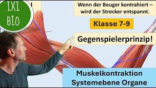 Funktionsweise der Muskeln und das Gegenspielerprinzip Sek I (Klasse 7-9) Muskulatur - Organebene