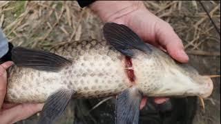 CARP FEEDER - LAGUNA LAKE KIKINDA