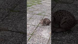 Агрессивный кот бросился на камеру #shorts #cat #aggressivecat #meow #animals