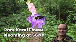 Witness the Rare Karvi Flower Blooming | A Journey Through Sanjay Gandhi National Park #KarviFlower