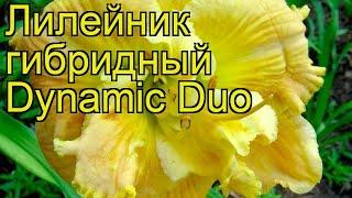 Лилейник гибридный Динамик Дуо. Краткий обзор, описание характеристик hemerocallis Dynamic Duo