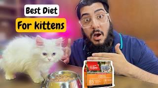 Best Food For Persian Kitten | Kitten Feeding Schedule | Kittens Diet Plan