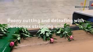 Bercomex Peony cutting and leaf stripping