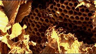 Bald Faced Hornets Exposed Nest - October 2020