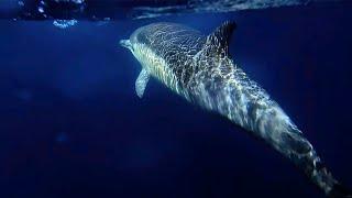 Short Beaked Common Dolphins