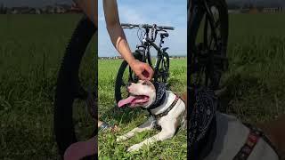 Строгое воспитание Амстафф #amstaff #pitbull #staff #shortvideo #subscribe