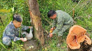 Cut wood to make a house for the mother goose to incubate eggs and lay chicks