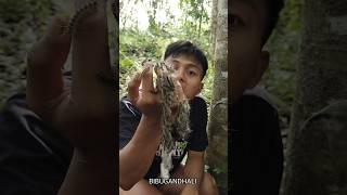 PEGANG ULAT BULU TAPI TIDAK GATAL