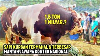 HARGANYA MENCAPAI 1 M.? 6 Sapi Kurban Termahal & Terbesar Mantan Juara Kontes Nasional 2023