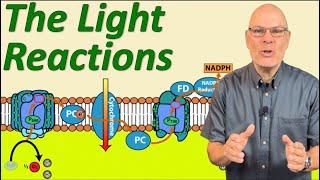 The Light Reactions of Photosynthesis: Understand the Essentials for AP Bio Topic 3.5