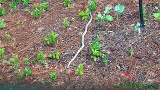 Gray Rat Snake outside the bedroom window