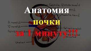 Анатомия почки за 1 минуту!!!