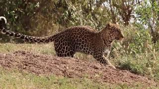 Gamewatchers Safaris Porini Lion Camp