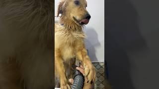 Bella dryer ko rokte hue️ #like #petshub #pets #cuteanimal #viralvideo #shorts #floof #growth