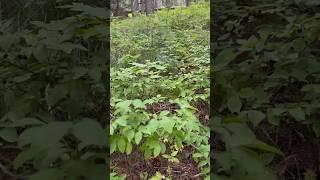 How huckleberries hide under the leaves || and how to find them