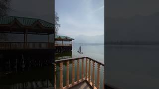 The pigeon flying in Dal lake, Srinagar, Kashmir #dallake #pigeon #pigeonlover #youtubeshorts #lake