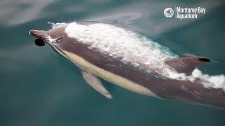 Superpod Of Common Dolphins In Monterey Bay