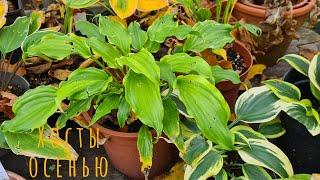 Самые стойкие хосты. Осенний обзор #julia_i_sad #2024 #collection #hosta #garden #bayern #plants