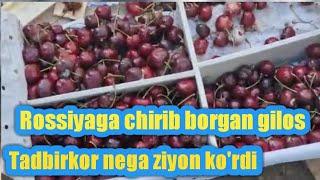 Export bolgan giloslar ahvoli... kimda ayb. Rassiyadan ko'rsatamiz