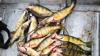 Moses Lake Fall Yellow Perch Fishing