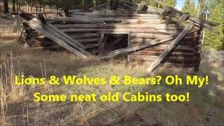 Lions & Wolves & Bears?  Oh My!  More Neat Old Cabins Too!