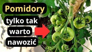 POMIDORY- jak skutecznie teraz nawozić żeby mieć dużo pomidorów w ogrodzie, rozpoznajemy niedobory