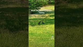 Chicken Wars - Ditch Chickens preparing for war #shorts