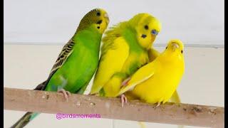 Budgies mating  (Verde the male budgie double mating with Midori and Jasperine the female budgies)