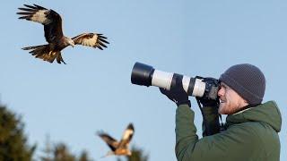 How to Photograph Birds in Flight | Tips and Tricks Bird Photography