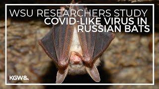 WSU researchers study COVID-like virus in Russian bats