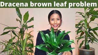 Saving a dying Dracaena and fix brown leaf problems | Dracaena how to care and keep them happy