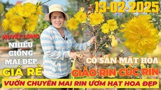 CHỊ PHƯƠNG Giao Lưu Mai Vàng Giá Rẻ, Giảo Hương Chùm, Giảo Huyết Long, Giảo InDo... • THÀNH TRỌNG LÊ