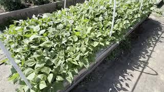 Planting Green Beans with Weed Fabric