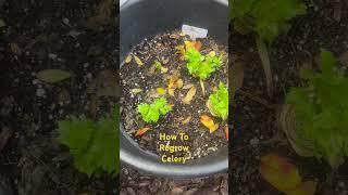 How to Keep Growing More Celery!