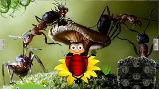 Rescue Ant from Grasshopper video walkthrough | Games2rule