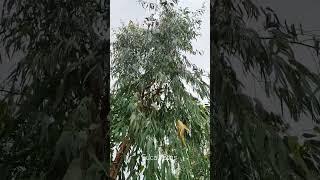 Эвкалипт. Eucalyptus.
