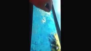 Hand Feeding Largemouth Bass Comet Goldfish - Monster Fish Tank